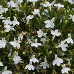 Lobelia Africo White